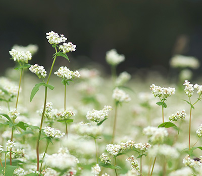 にっこくコラムイメージ